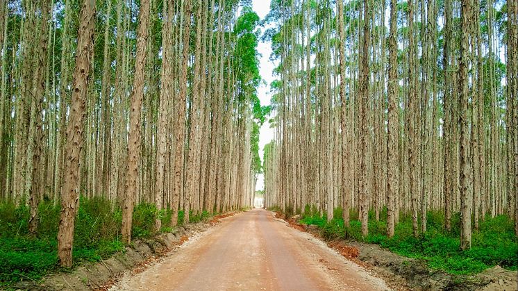 En av Brasiliens allt fler plantageskogar. Nu åker landets skogsindustri till Elmia Wood 2017 för att hitta den senaste tekniken för rationell skötsel och avverkning. Foto: Malinovski