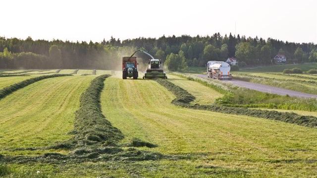 Jönköpings, Kalmar och Skåne län hade det största skördebortfallet av vall med en totalskörd som var 35–38 procent mindre än 2017. Foto: Scandinav