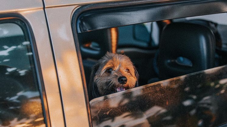Temperaturen i din bil kan öka till livsfarliga nivåer för din hund en sommardag. Foto: Denniz Futalan/Pexels