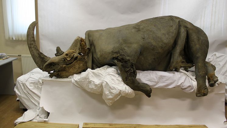 Vuxen ullhårig noshörning funnen vid Kolymafloden i Ryssland. Den ulliga pälsen bevarades ej i permafrosten. Foto Sergey Fedorov