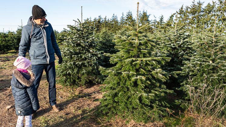 Den schönsten Baum zum Fest selber schlagen kann man beispielsweise auf dem Werderaner Tannenhof. Foto: TMB-Fotoarchiv/Steffen Lehmann. 