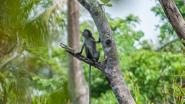 En abe i Lekki Nature Conservation Centre i Lagos, Nigeria. Foto: Sigrid/Flickr (Licens CC BY 2.0)