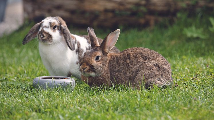 Ostern für Alle! So haben auch unsere Haustiere Spaß am Fest.