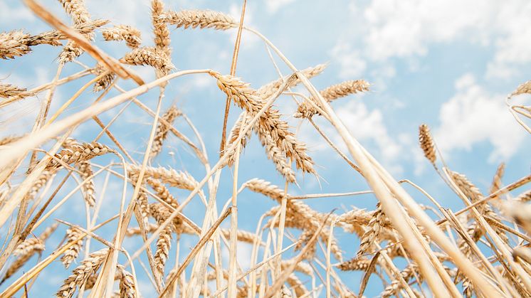 “Compromiso Harmony” recoge, una temporada más, trigo de agricultura sostenible