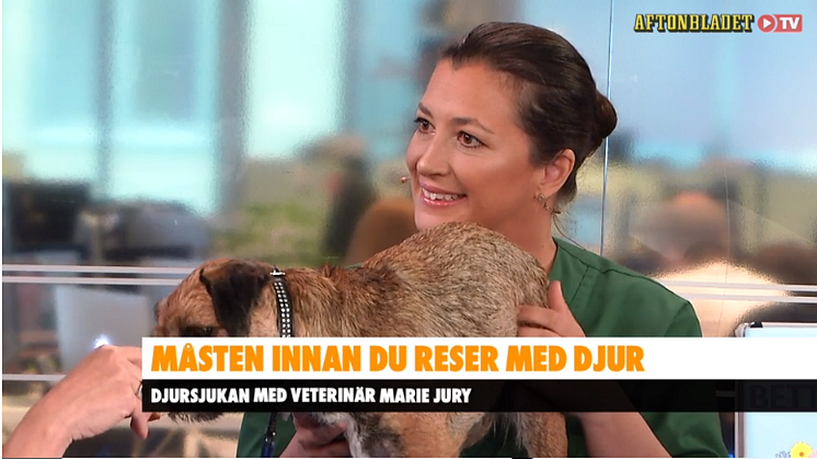 Marie Jury från Väsby Djursjukhus besöker Aftonbladets morgon TV 