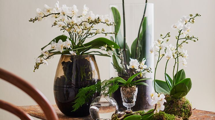 Monimuotoiset orkideat ovat tyylikäs lahja ystävälle – asiantuntijan vinkeillä kasvi kukkii yhä uudelleen