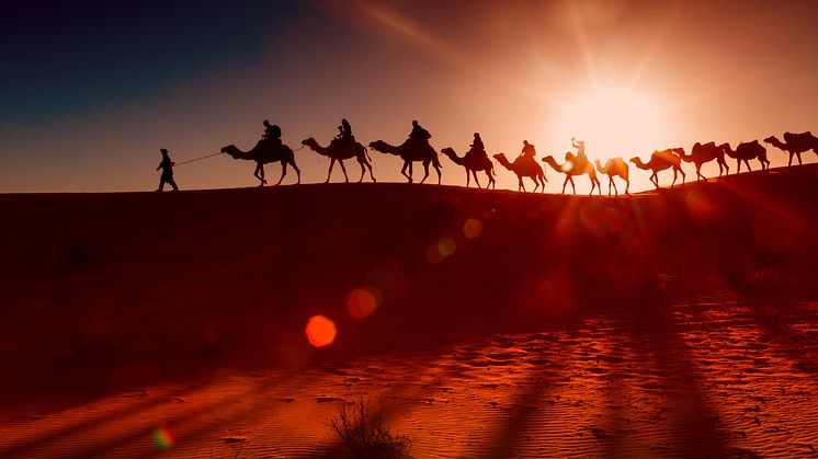 Arabiske personer med kameler i solnedgang