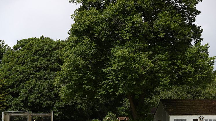 Netting has resumed at some cricket clubs. Photo: Getty Images