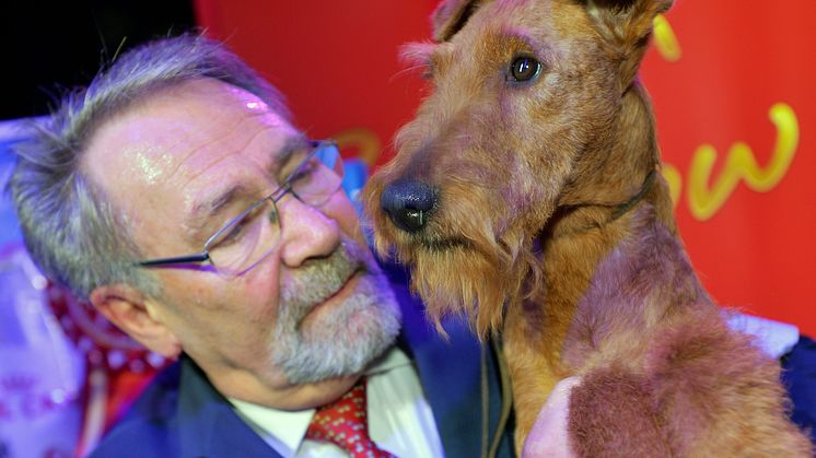 Finalen av Svenska Kennelklubbens internationella hundutställning avgjordes på söndagskvällen. Best in Show 2017 blev den irländska terriern Zinnia Of Gold Again från kennel Merrymac. 