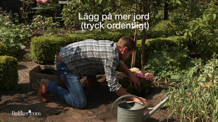 Instruktionsvideo: Så här planterar du hortensia