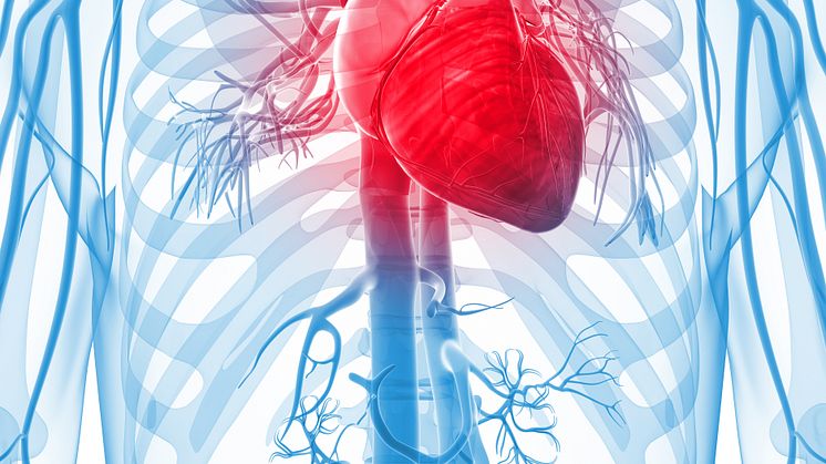 Nytt klinisk forsøk viser at daglig inntak av Calanus® Oil gir forbedring av hjertefunksjon og insulinfølsomhet.