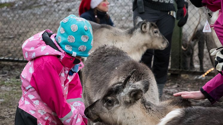 Fredagen den 2 december inleds årets ”Djurens Jul” när Skånes Djurpark slår upp portarna för med jularrangemanget som har blivit en årlig tradition. Tomtens renar finns på plats och tomteverkstäderna är redo för barnen som vill göra egna julklappar.