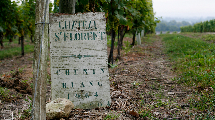 Exklusiva lanseringar från Langlois-Chateau; årgångscrémant och Saumur Vielles Vignes