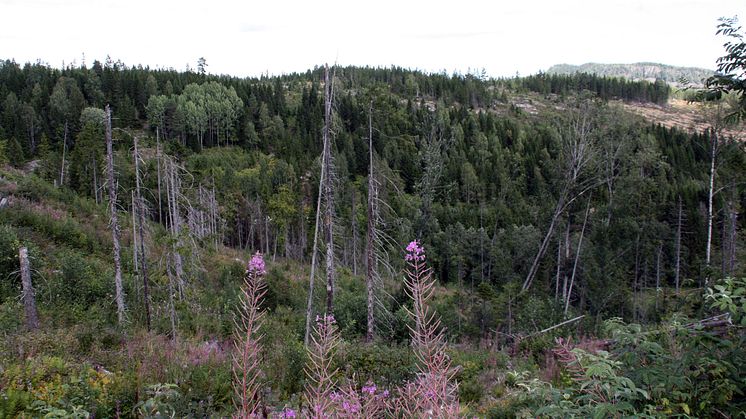 Skogsbruket och artskyddsförordningen – från teori till praktik
