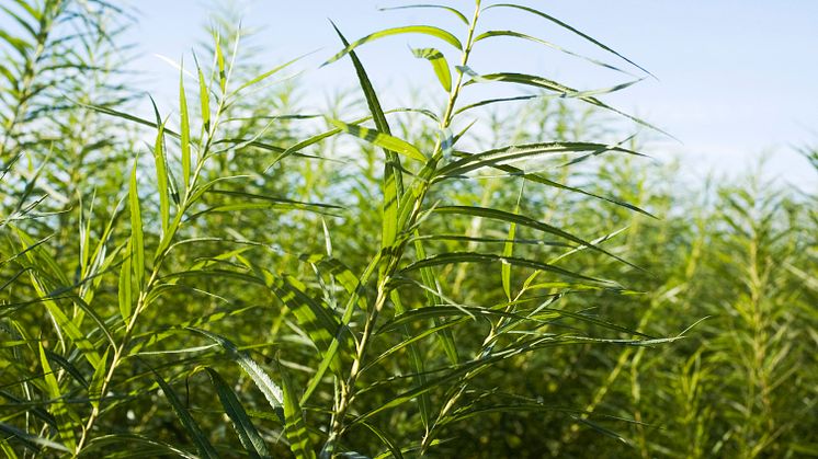 Energiskog (salix). Foto: Jenny Svennås-Gillner