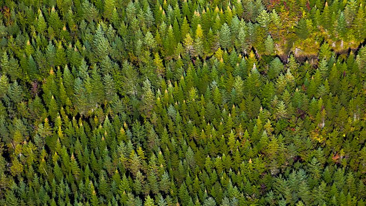 De nordlige boreale skove er nogle af dem, der bliver omdannet af klimaforandringern