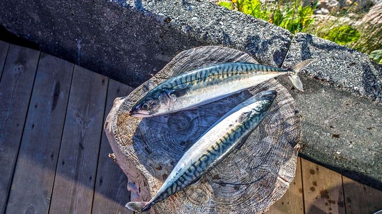 Rekordhøy pris for makrellen. Foto: Norges sjømatråd