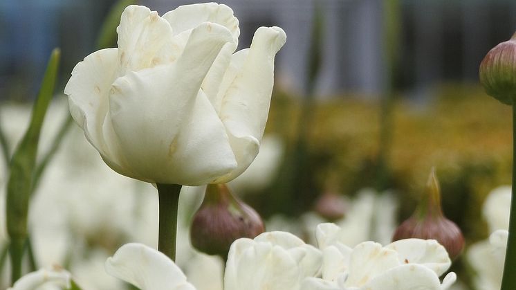 Vårutställning, skogsslinga, nyöppning av Orangeriet restaurang och vacker omgivning. Säsongsöppning 1 april.