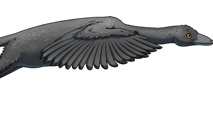 Illustration Archaeopteryx