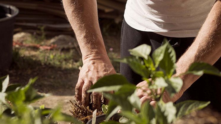 Mit Schafwollpellets können Schadstoffe vermieden und eine gesunde ökologische Kreislaufwirtschaft in Garten und Landwirtschaft betrieben werden