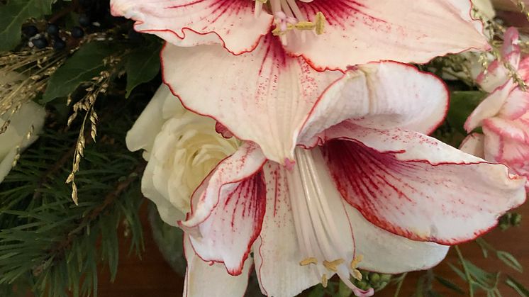 Julamaryllis