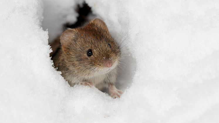 Sorkfeber sprids från skogssorkar till människor. Finns det bara skogssorkar i ett område är risken stor att smittan får spridning, men finns också andra arter i området så bromsas spridningen. Foto: Hanna Knutsson