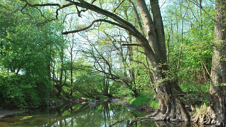 Nytt naturreservat invigs i Gantofta