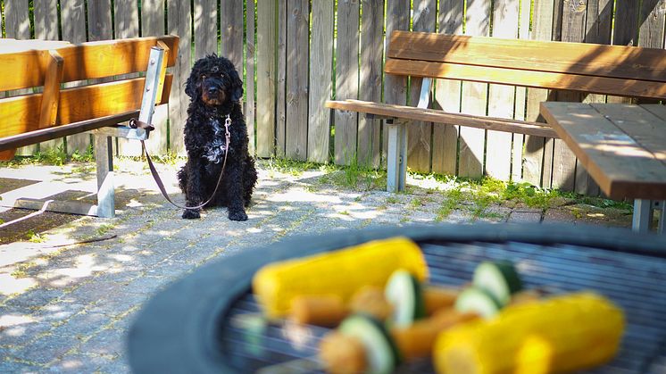 GrillaSäkertSvelandDjurförsäkringar