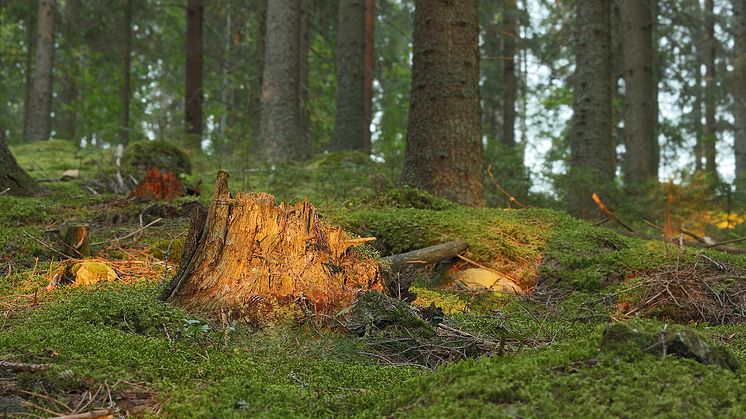 Svenska sågverk i kläm mellan skenande timmerpriser och avstannad marknad 