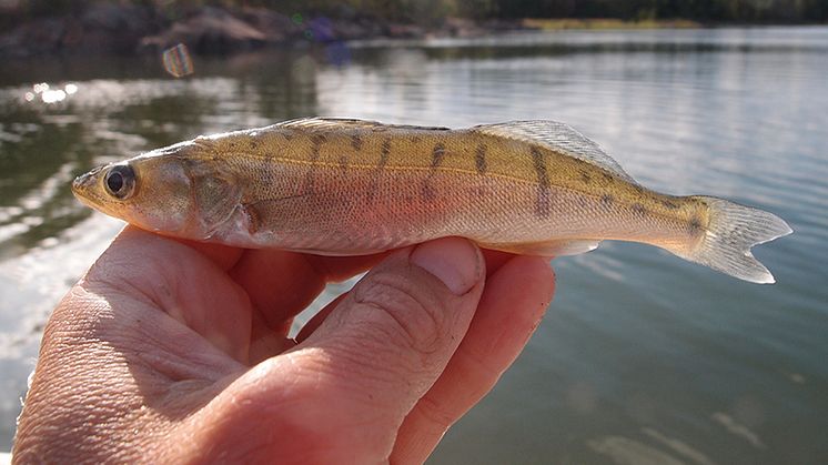 Gösen i Österjön gynnades av fiskefritt område. Foto: Ulf Bergström