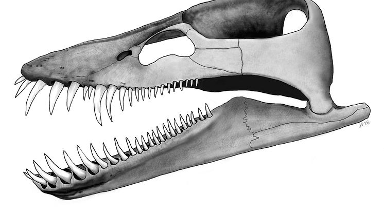 Skull reconstruction of Lagenanectes richterae