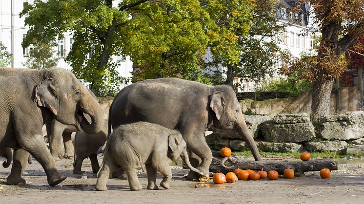Halloween-Fest bei den Elefanten - Foto: Zoo Leipzig