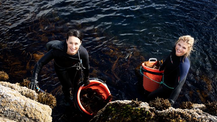 Lofoten Seaweed ist erstmal auf der Anuga vertreten und zeigt wie lecker Algen als Zutat und Gewürz sein können.