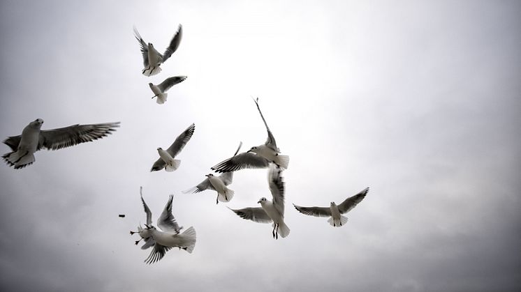 Länsstyrelsen bjuder till pressträff med anledning av risken för spridning av fågelinfluensa i Dalarna