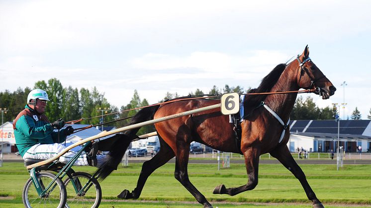 Maharajah, Solvalla och Bjerke i fokus på onsdag