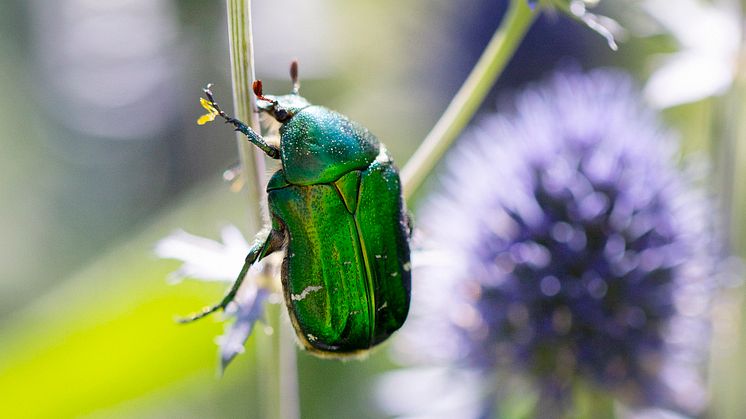 Gräsgrön guldbagge och andra pollinatörer visas från och med Pollineringsveckan på friluftsmuseet Fornbyn i Skara. Foto: Lena Granefelt.