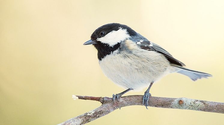 Den senaste tiden har ovanligt många svartmesar skådats i Sverige, troligen på grund av brist på mognande grankottar i öster. Foto Shutterstock/Henri Lehtola