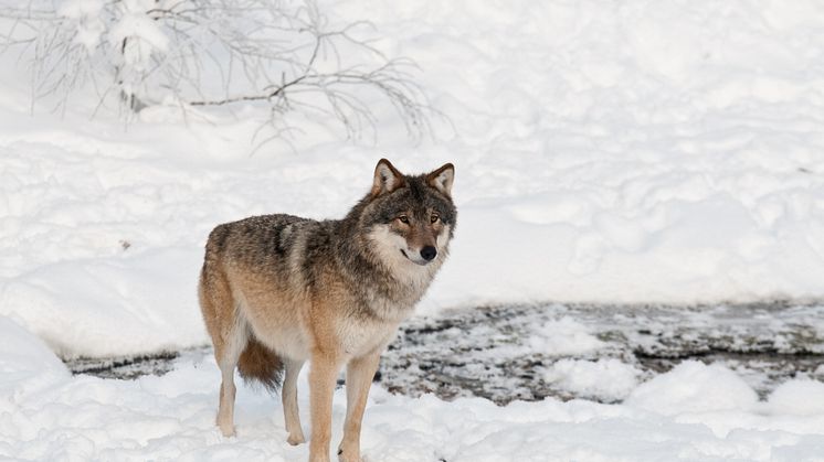 Att hålla varg ställer höga krav på ägaren. Foto: Felix André Skulstad/Mostphotos