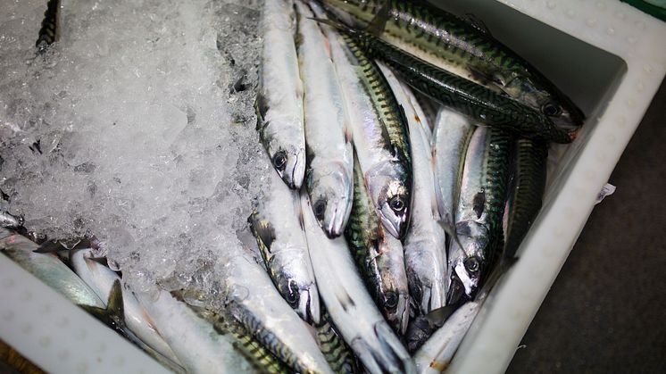 Från och med den 25 september är svenskt yrkesmässigt fiske i Skagerrak och Kattegatt med krokredskap och nät med en maskstorlek om 50-70 millimeter åter tillåtet. Foto: Natalie Greppi
