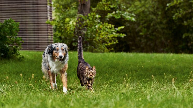 Hund und Katze im Garten.JPEG