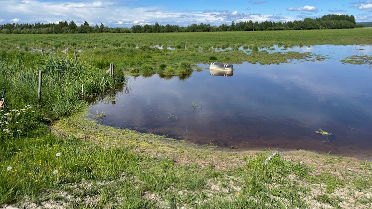 Lantbrukare drabbas av högre vattennivåer i Vänern
