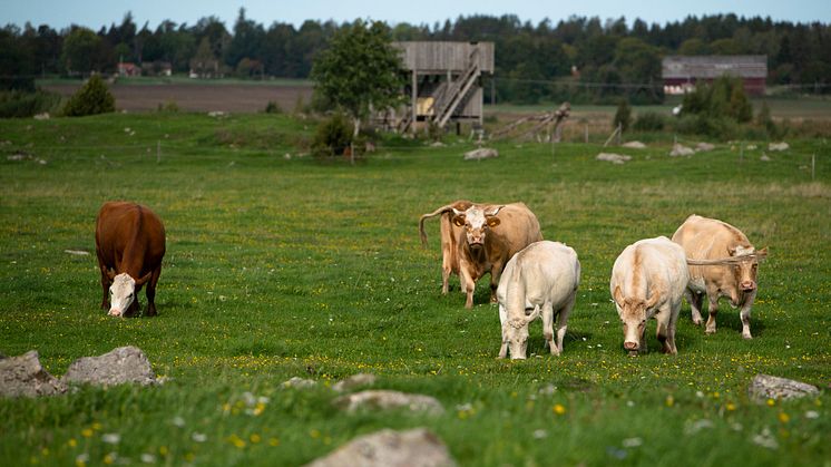 Köttdjur på naturbetesmark. Foto: KRAV