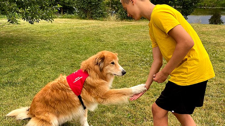 Svensk skolhund. I länder som USA och England har man länge använt sociala tjänstehundar som hjälp eller kollega i skolan för bland annat läsinlärning och kommunikationsträning, men även i Sverige finns numera sådan verksamhet.