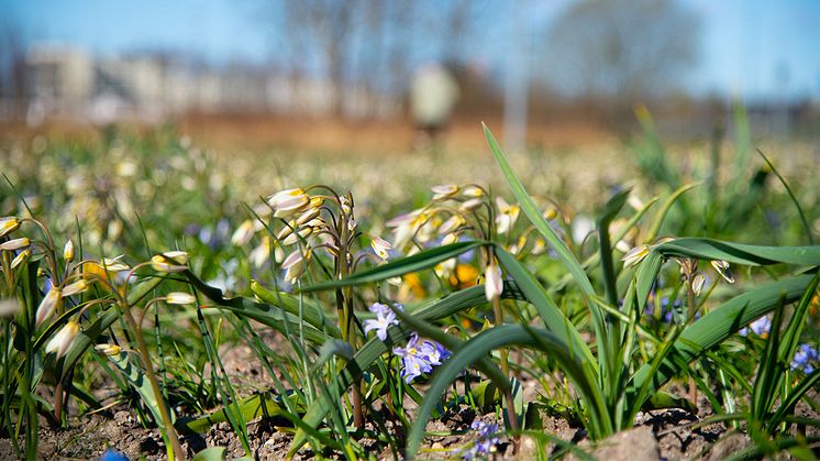 Nu blommar det i Jeremiasparken! Foto: Örebro kommun