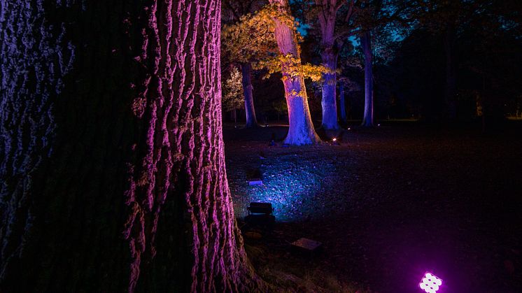 The Grove, Lights in Alingsås 2019. Foto Patrik Gunnar Helin