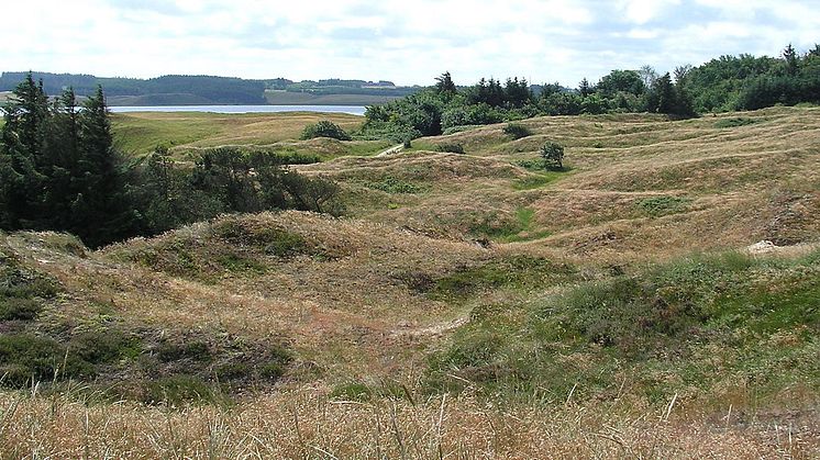 Nationalpark Thy, hvor Naturstyrelsen udbyder bistadepladser. Foto: Wikimedia commons