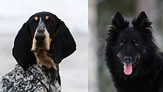 Fem nya hundraser kom till Sverige 2010