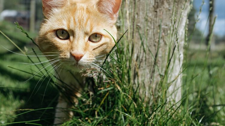 Gusten är en av katterna på Mjaus katthem för hemlösa katter, Tassalyckan.