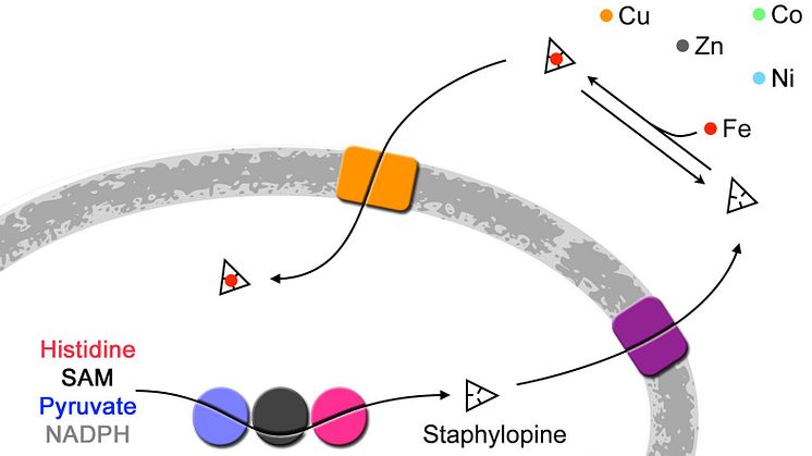 Illustration av hur en staphylopin kan fungera. Molekylen består av tre delar (blå, grå och purpur) och använder en preliminär form av enzymet som exportör (magenta) och en importör som tillhör familjen av ABC-transportörer (orange).