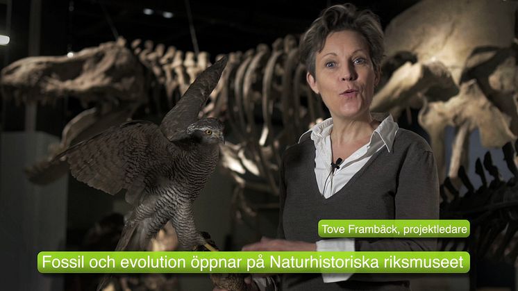 Fossil och evolution. 